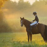 photo-cavalier-cheval-marron