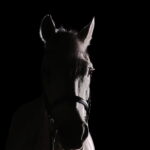 photo-nocturne-cheval