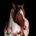 photo-nocturne-cheval-fleurs